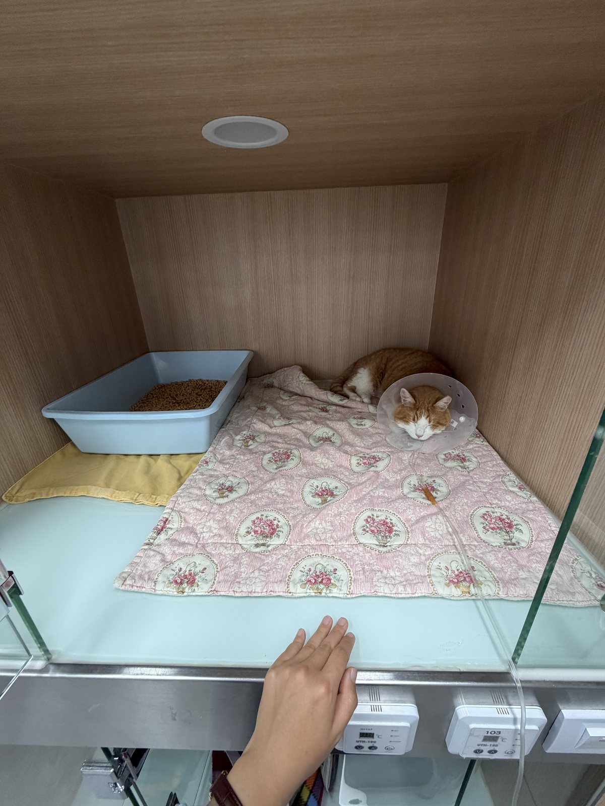 퇴원 전 입원실에서 수액을 맞으며 회복 중인 홍어